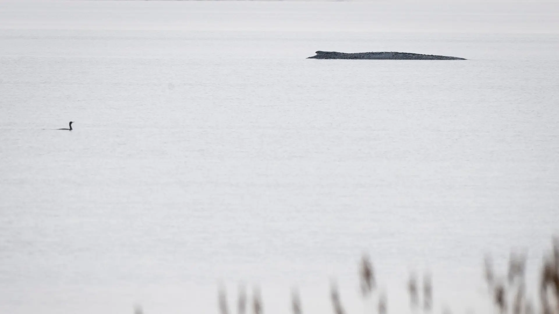 Baltic Sea Whale Trap: Understanding Why Humpbacks Get Stranded and Die