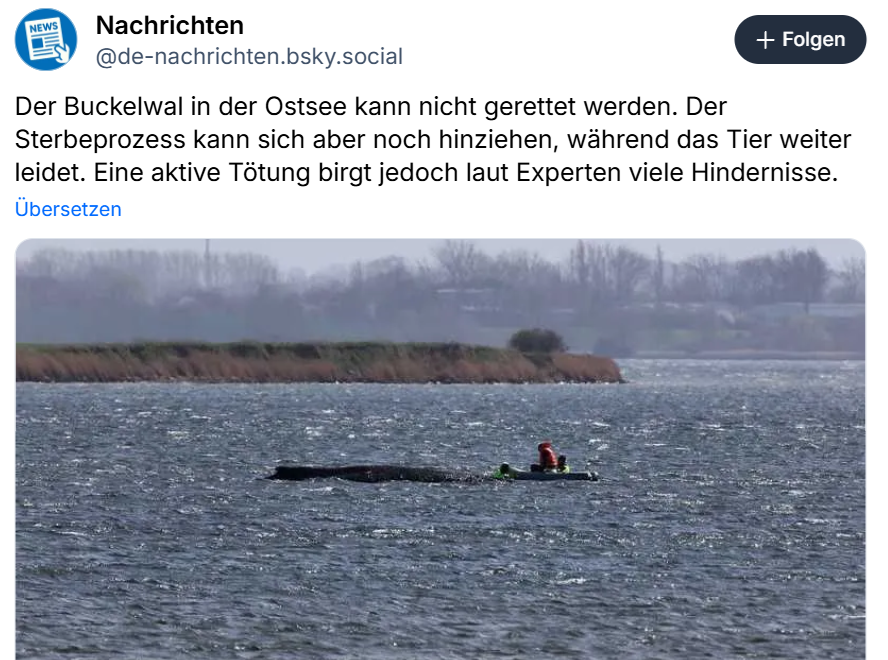 Impossible Rescue: Why Stranded Humpbacks Cannot Be Saved in the Baltic